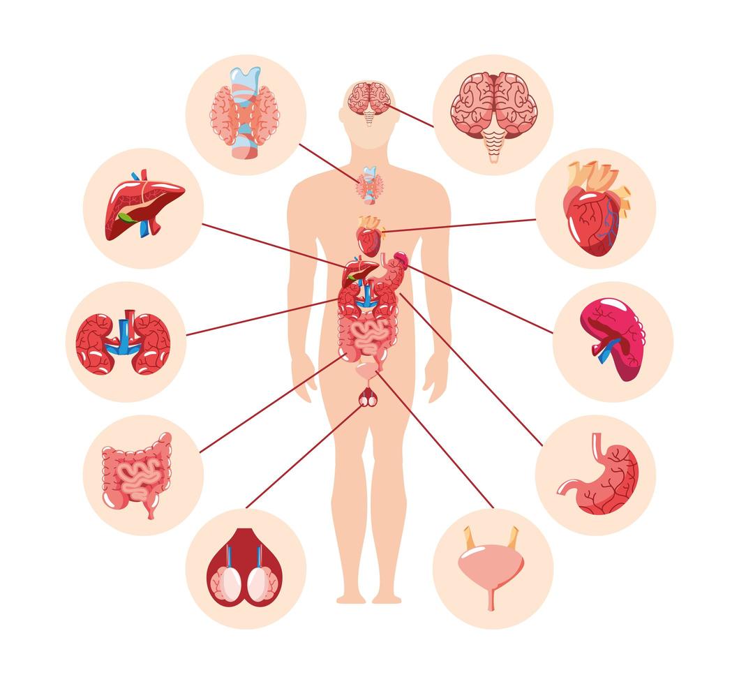 órganos internos del cuerpo humano vector