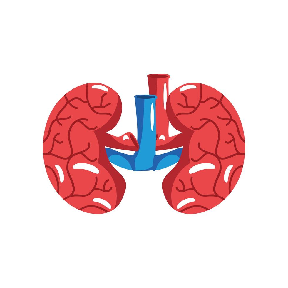 human kidneys organs vector