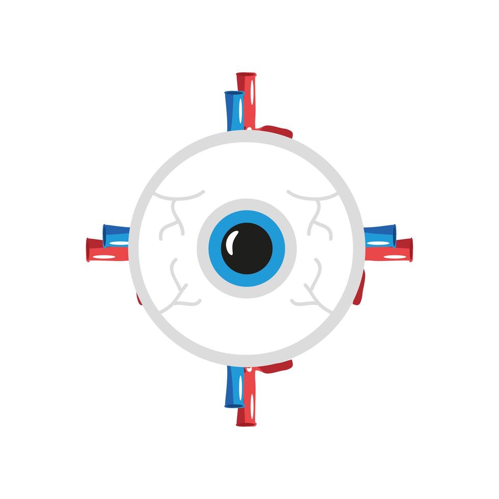 human eye organ vector