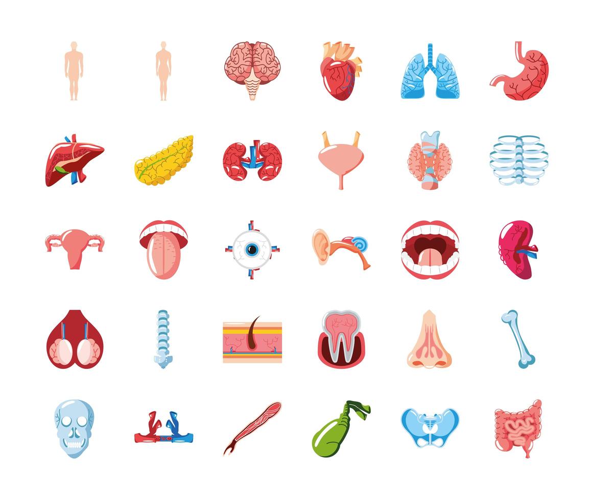 human organs anatomy vector