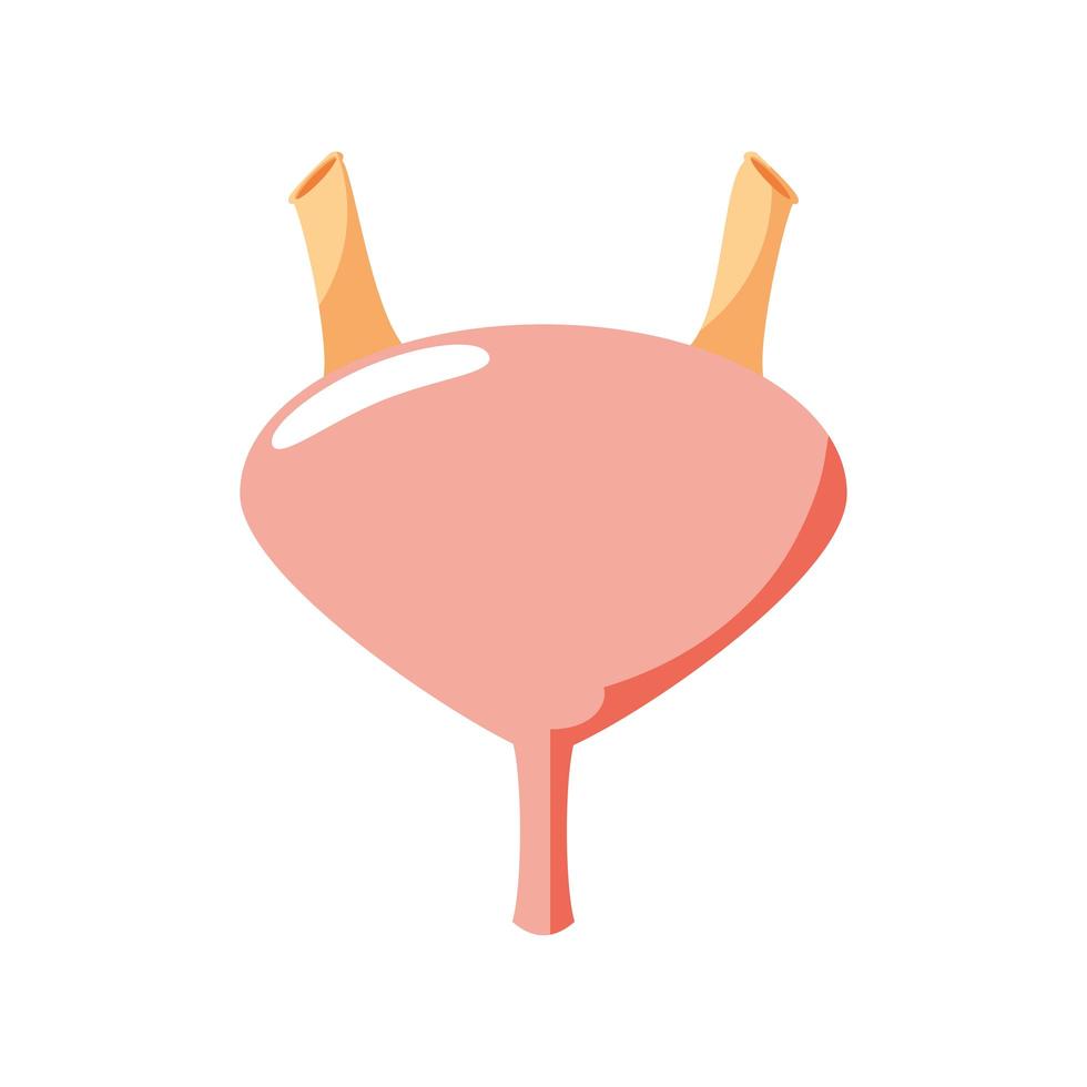 human bladder organ vector