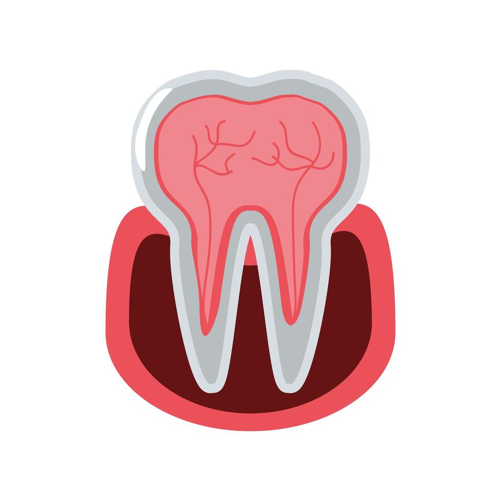 human tooth section vector