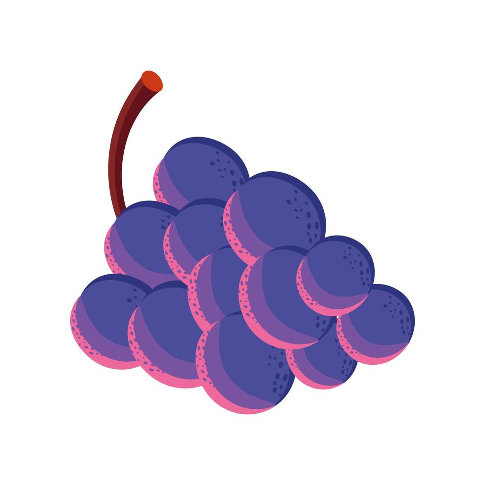 fruit grapes food vector