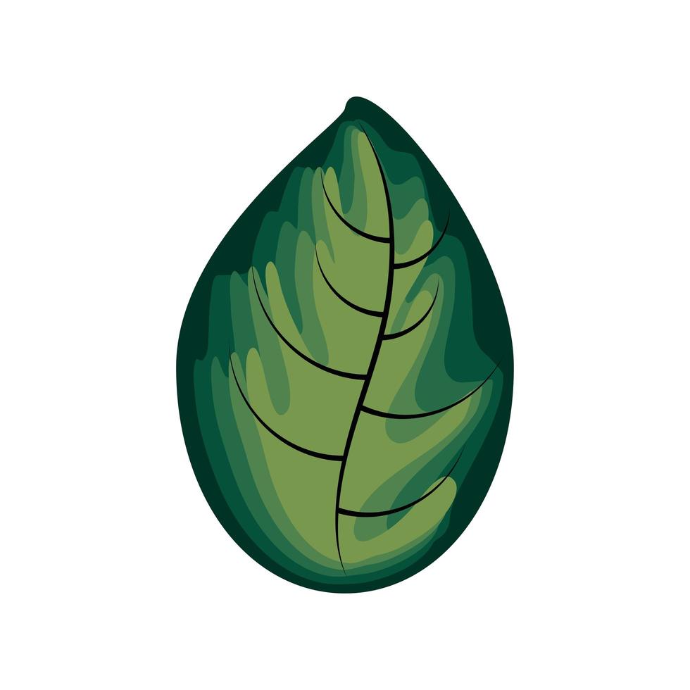 leaf nature icon vector