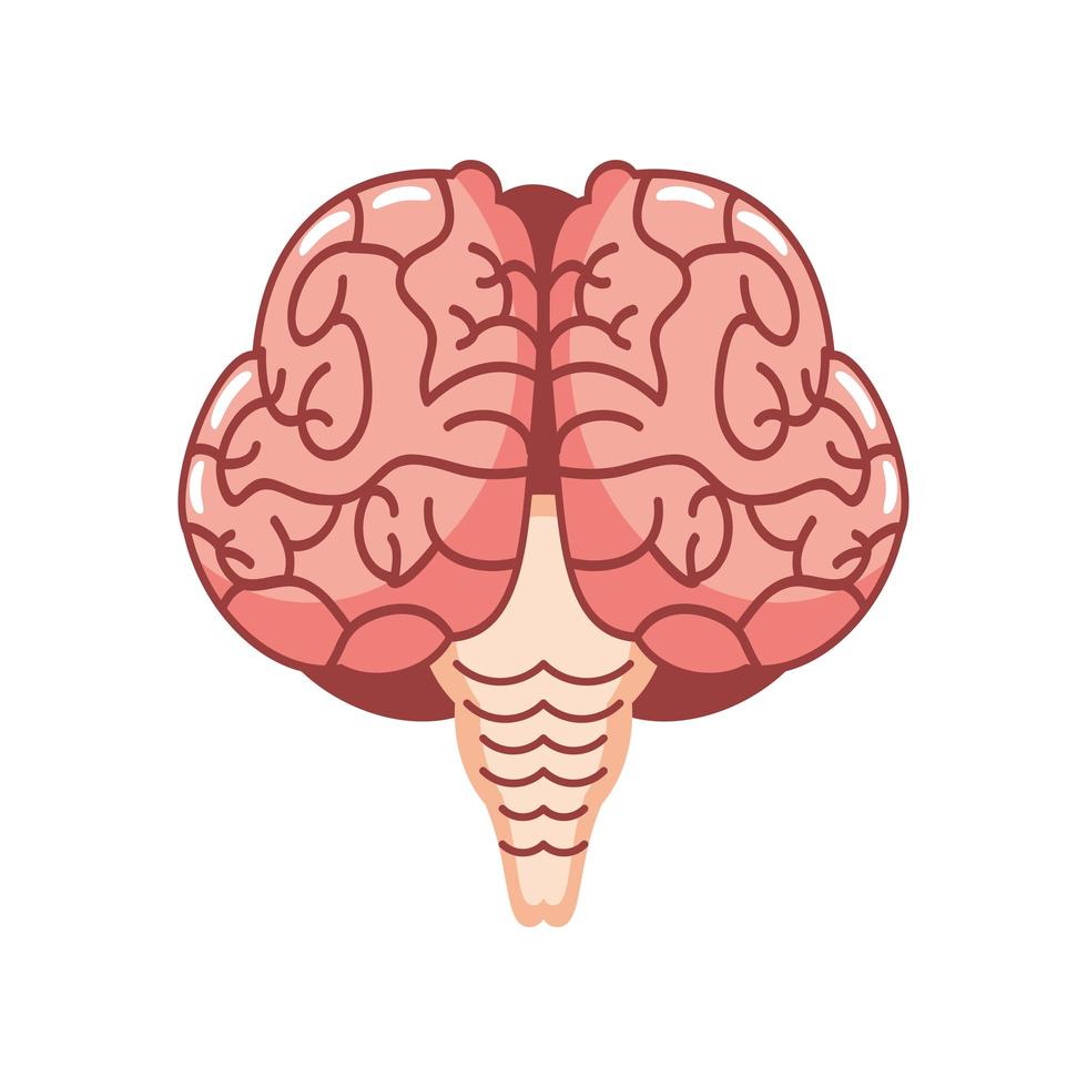 órgano del cerebro humano vector