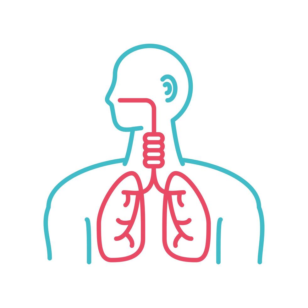 sistema respiratorio humano vector