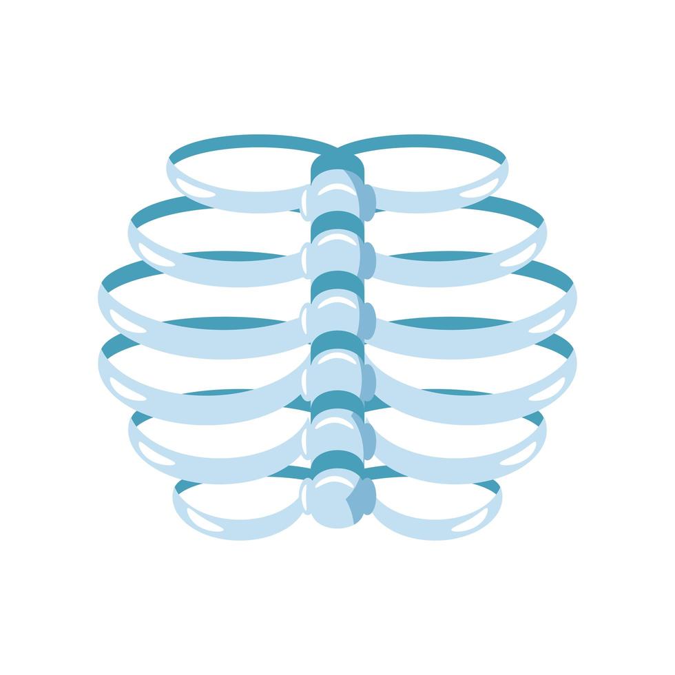 human sternum bones vector