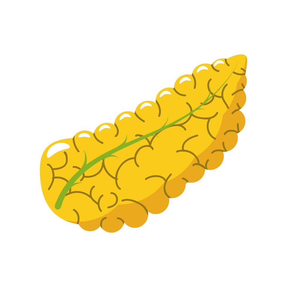 human pancreas organ vector