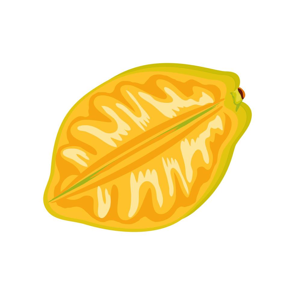 tropical fruit starfruit vector