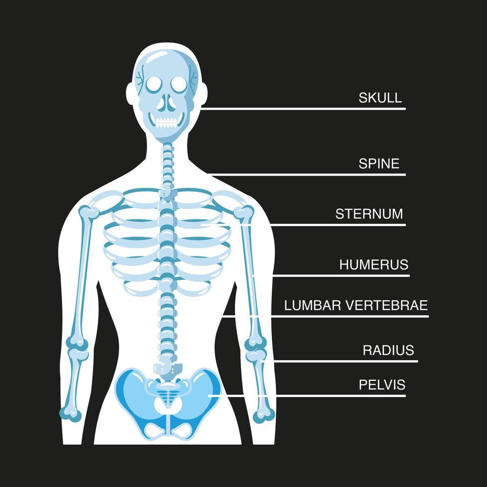 sistema esquelético humano vector