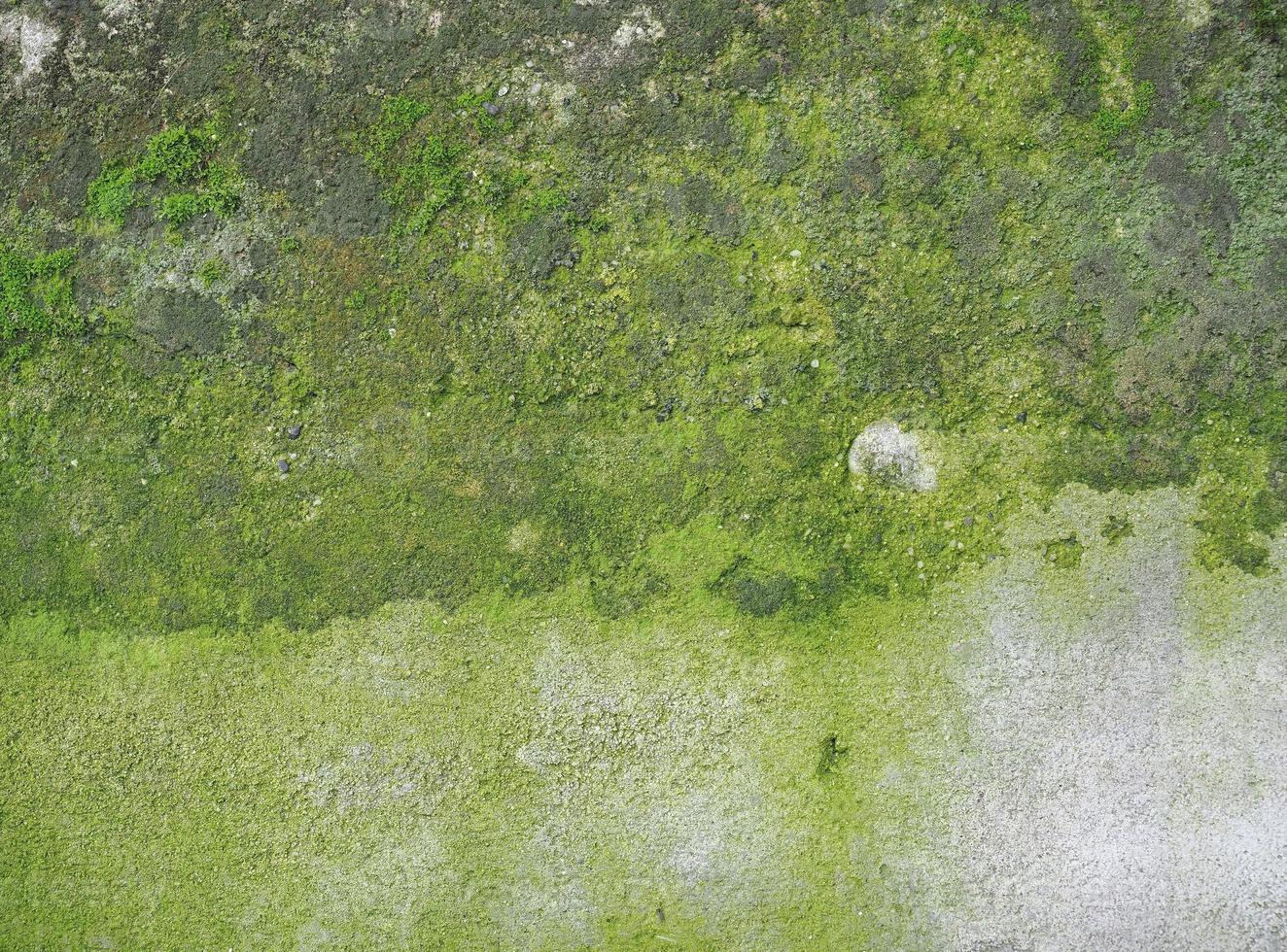 Muro de hormigón degradado con fondo de musgo verde foto