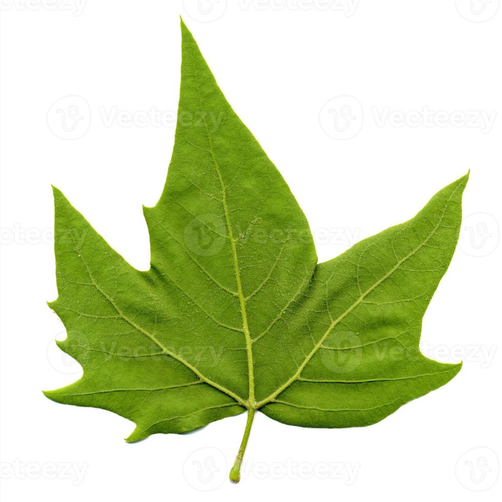 Lado posterior de la hoja del árbol plano platanus aislado sobre blanco foto