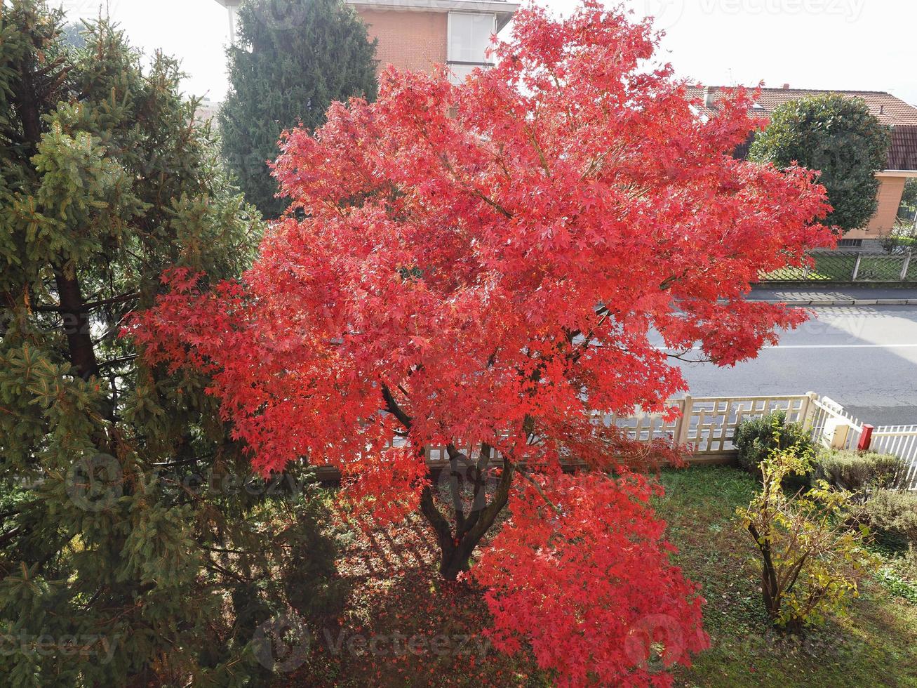 arce rojo acer arbol foto