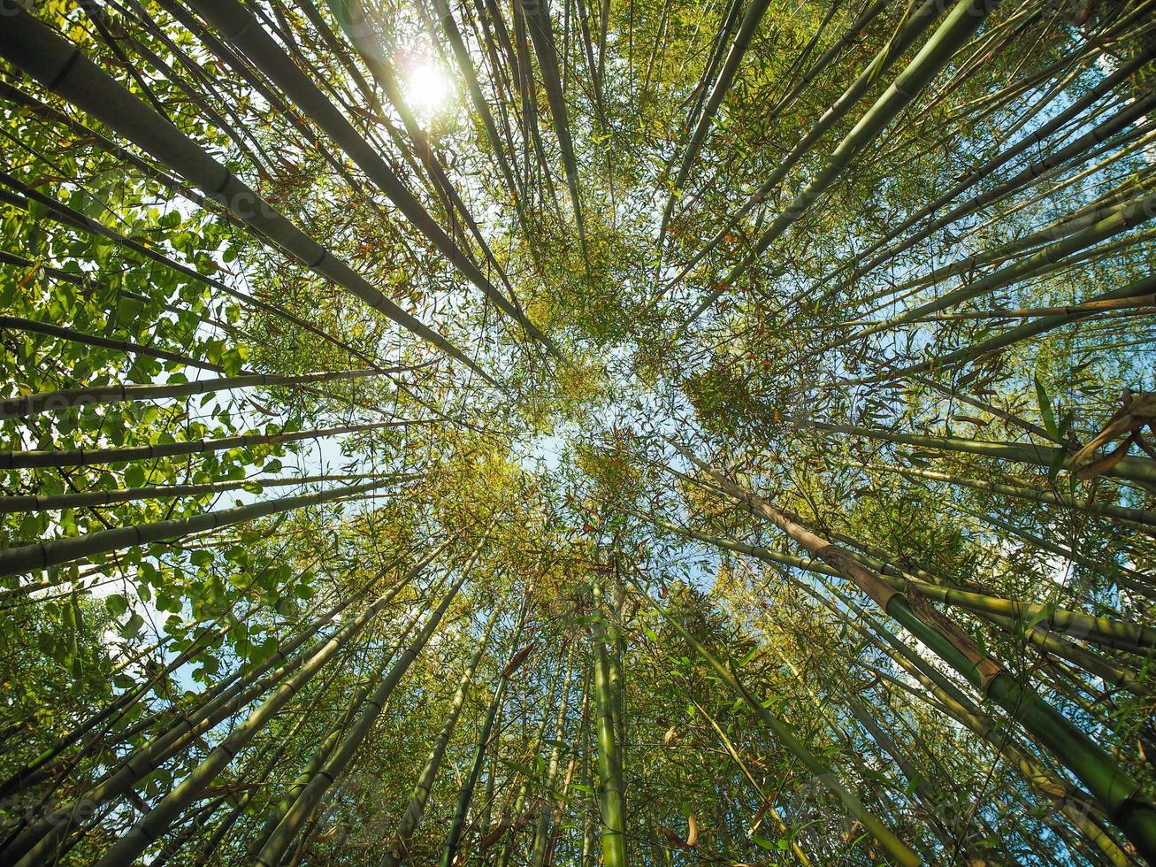 árbol de bambú bambusoideae foto