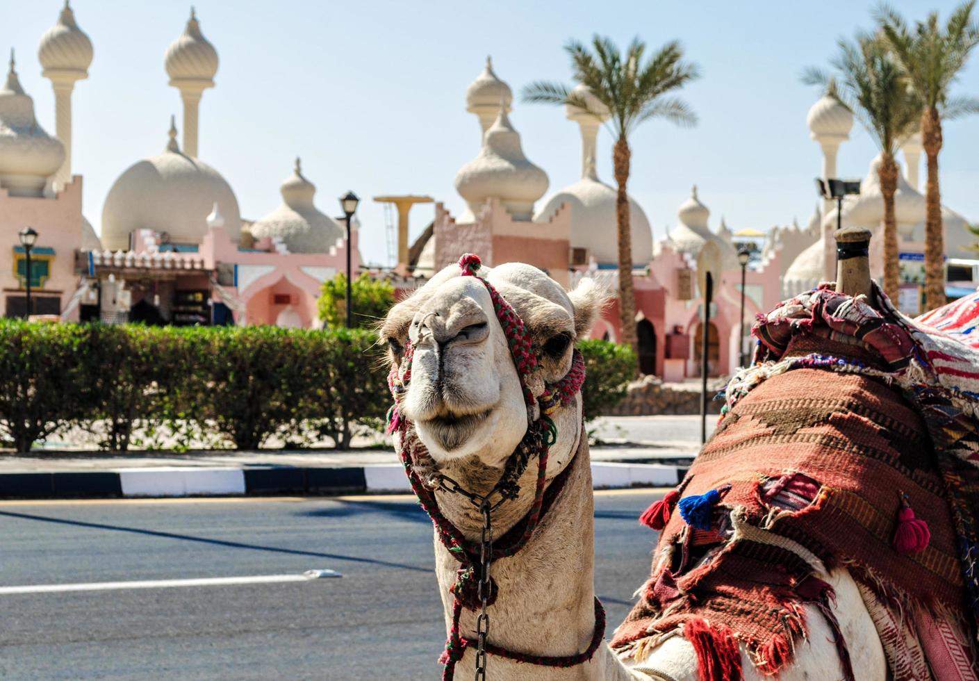 A riding camel in a bright blanket on the sunny street of Sharm El Sheikh photo