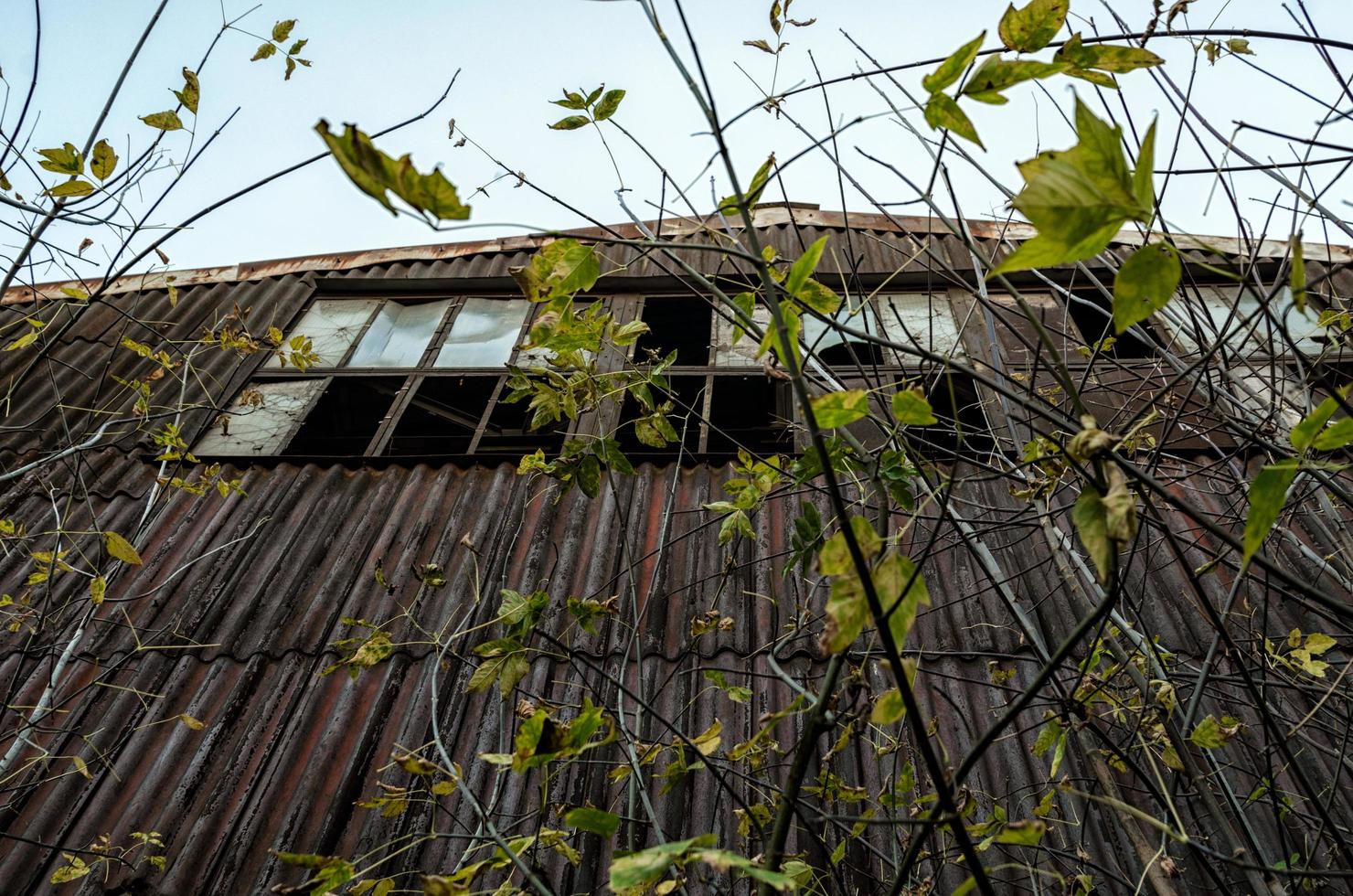 Pripyat, Ukraine, 2021 - Building being overtaken by trees in Chernobyl photo