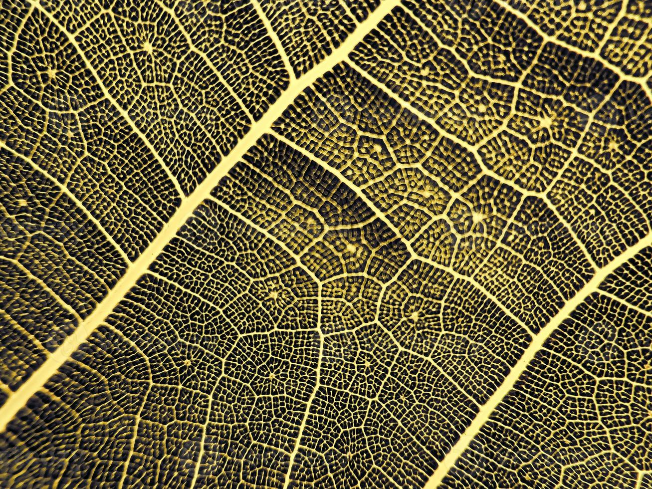 The detail image of a leaf. Macro image for design effect. Vein, midrib, and blade close up. photo
