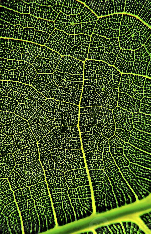 The detail image of a leaf. Macro image for design effect. Vein, midrib, and blade close up. photo