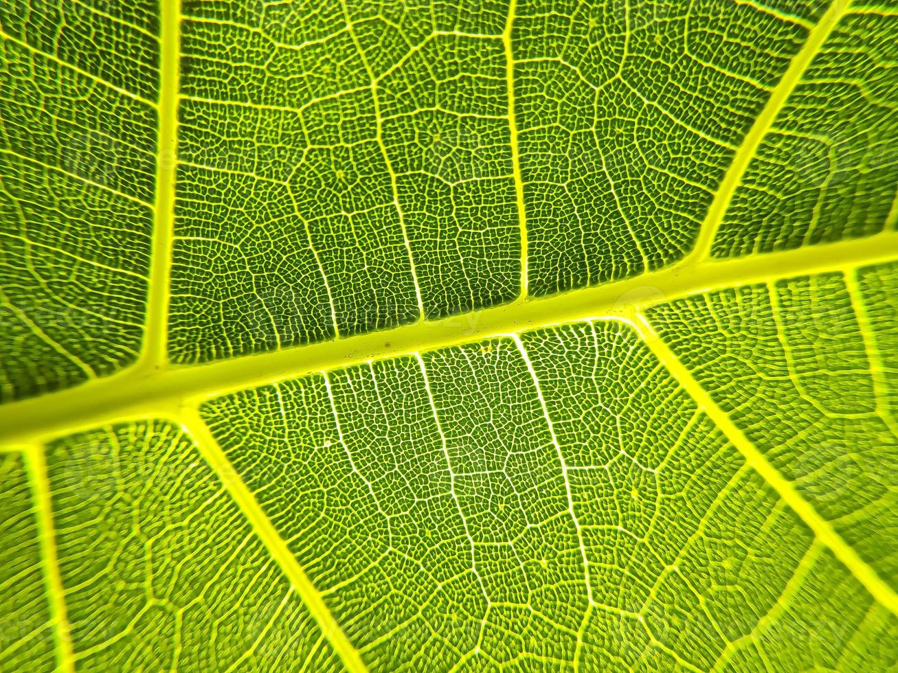 la imagen de detalle de una hoja. imagen macro para efecto de diseño. vena, nervadura central y hoja de cerca. foto