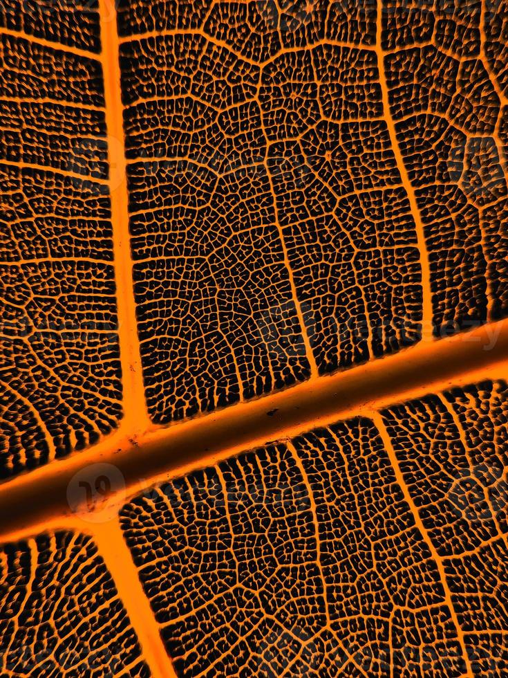 The detail image of a leaf. Macro image for design effect. Vein, midrib, and blade close up. photo