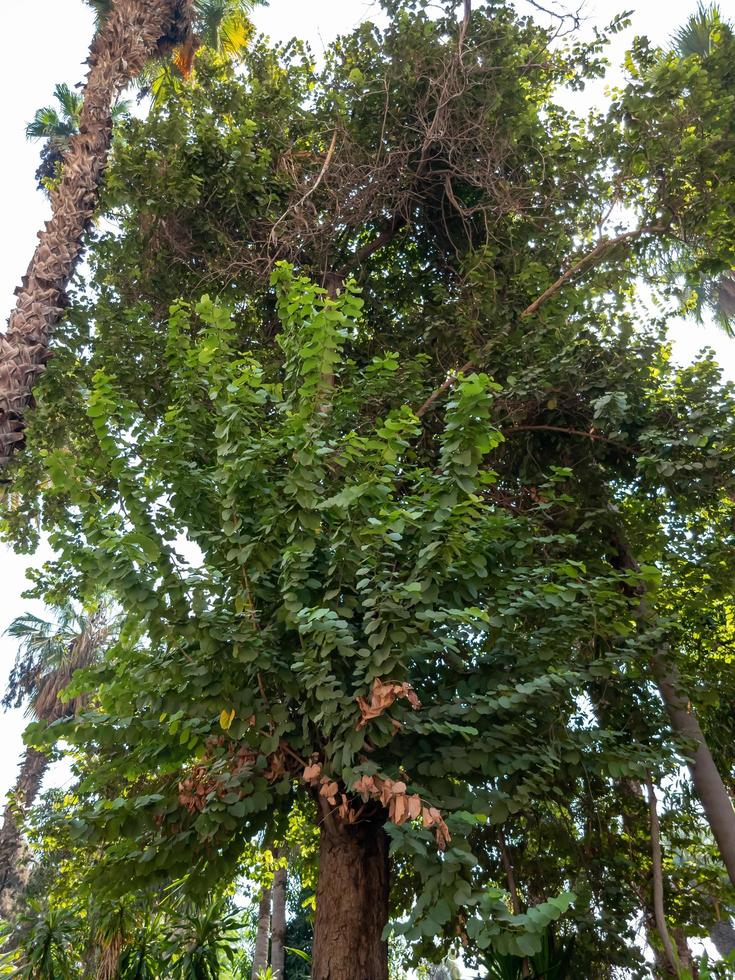 trees' branches in the forest photo