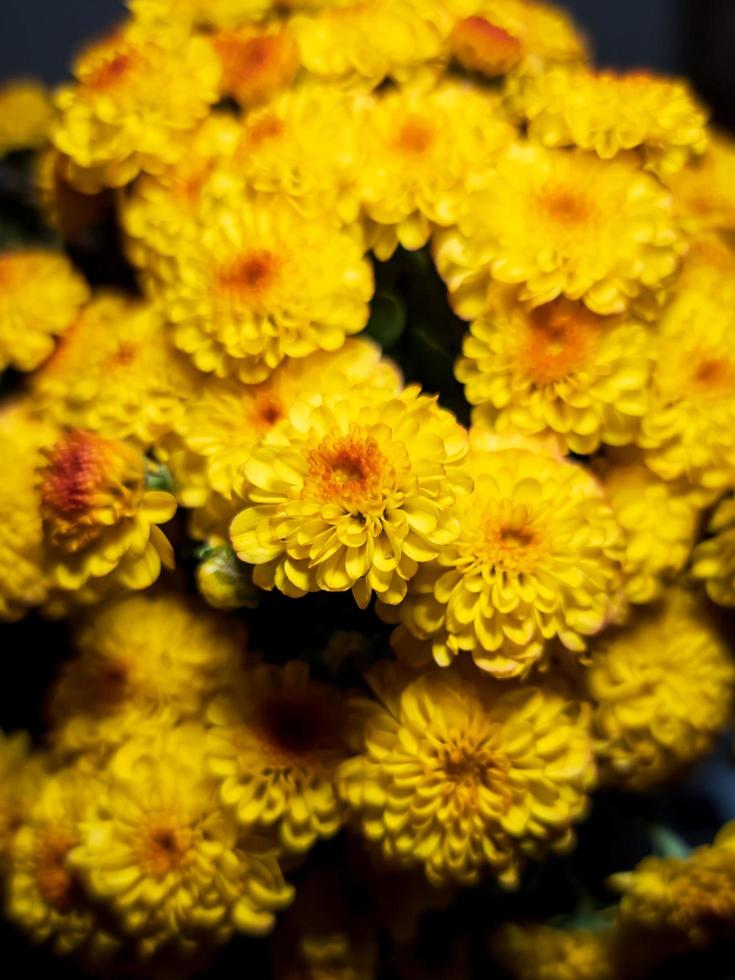 Fondo de flor de crisantemo amarillo foto