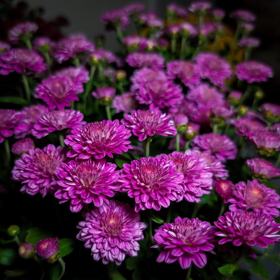 flores rosadas y moradas foto