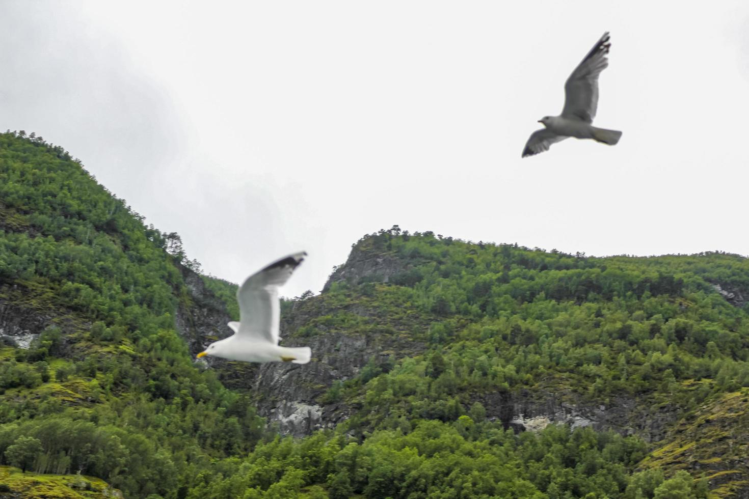 Seagulls fly through the beautiful mountain fjord landscape in Norway. photo