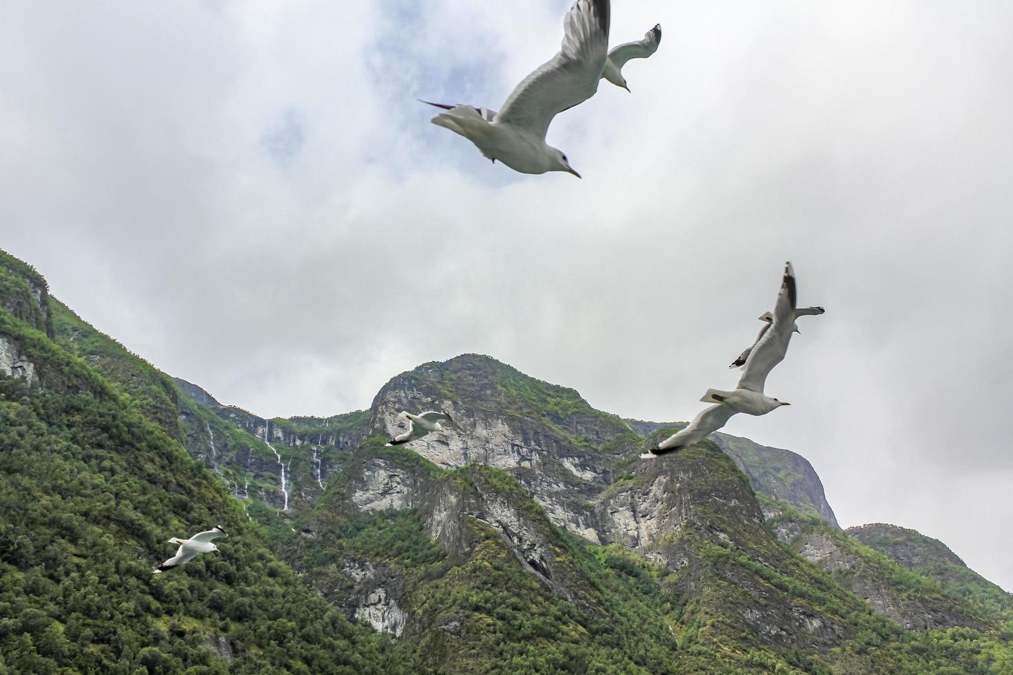 Seagulls fly through the beautiful mountain fjord landscape in Norway. photo