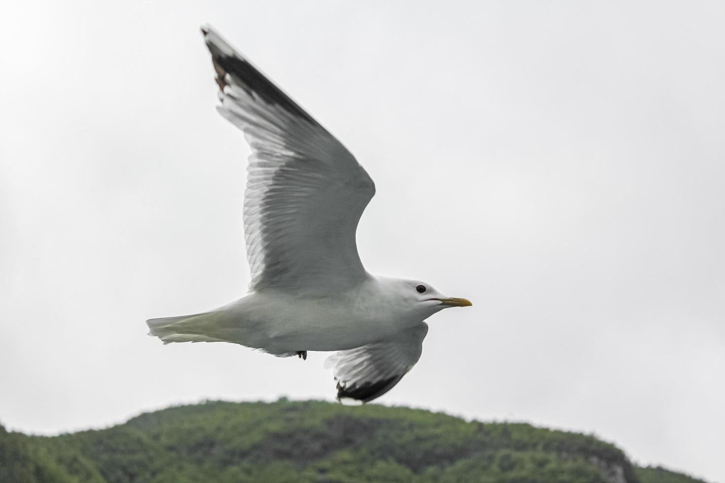 Seagulls fly through the beautiful mountain fjord landscape in Norway. photo