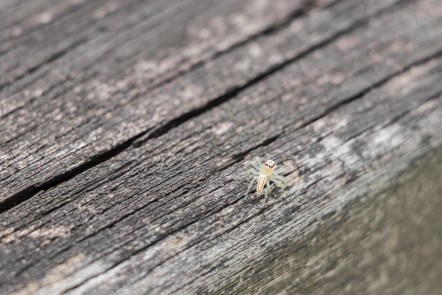 Hermosa pequeña araña saltadora tropical sobre un fondo de madera, Malasia. foto