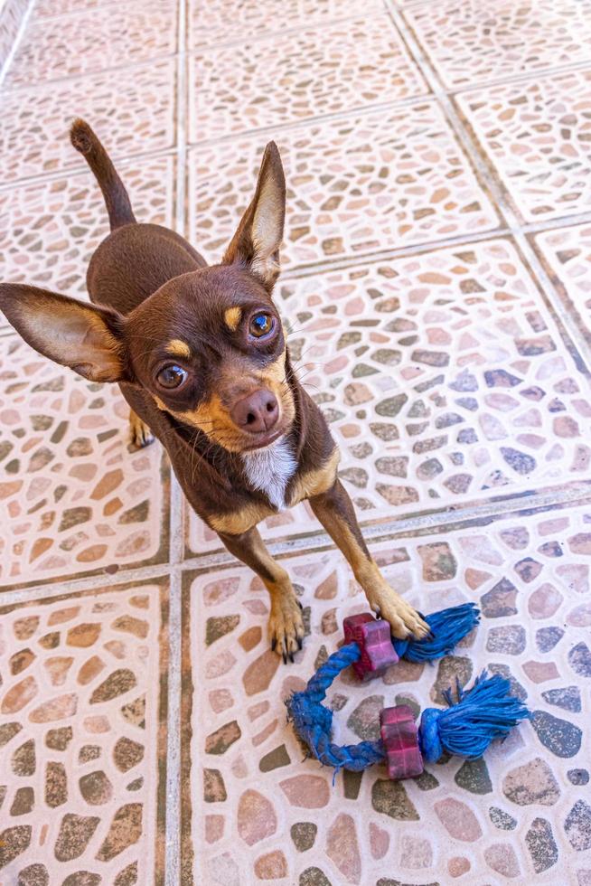 perro chihuahua marrón mexicano juguetón encantador y agresivo mexico. foto