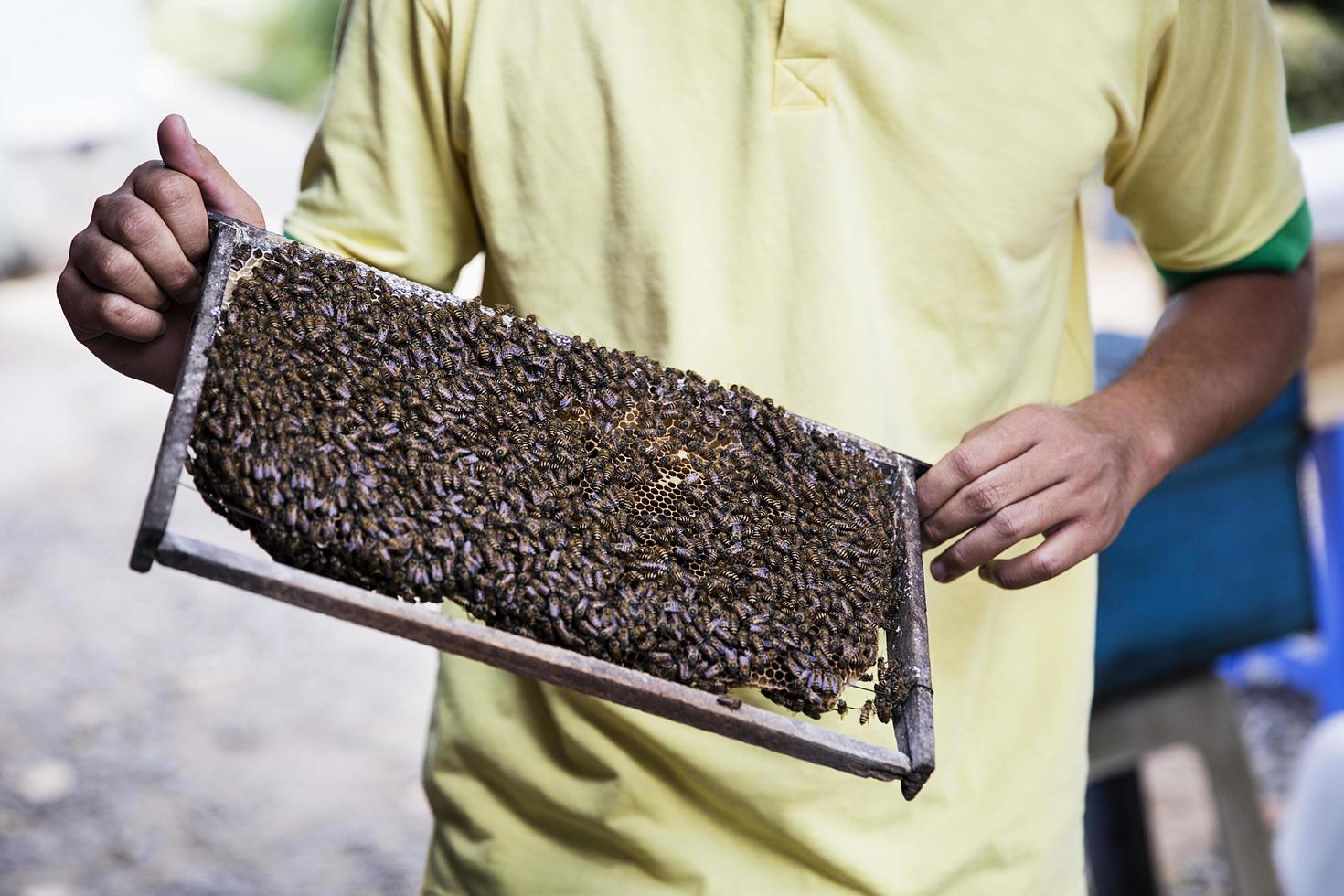 delta del mekong, 21 de febrero de 2017 - apicultor no identificado en el delta del mekong en vietnam. en el delta del mekong hay alrededor de 120.000 bandadas de abejas, lo que genera una producción anual de 240 toneladas de miel. foto