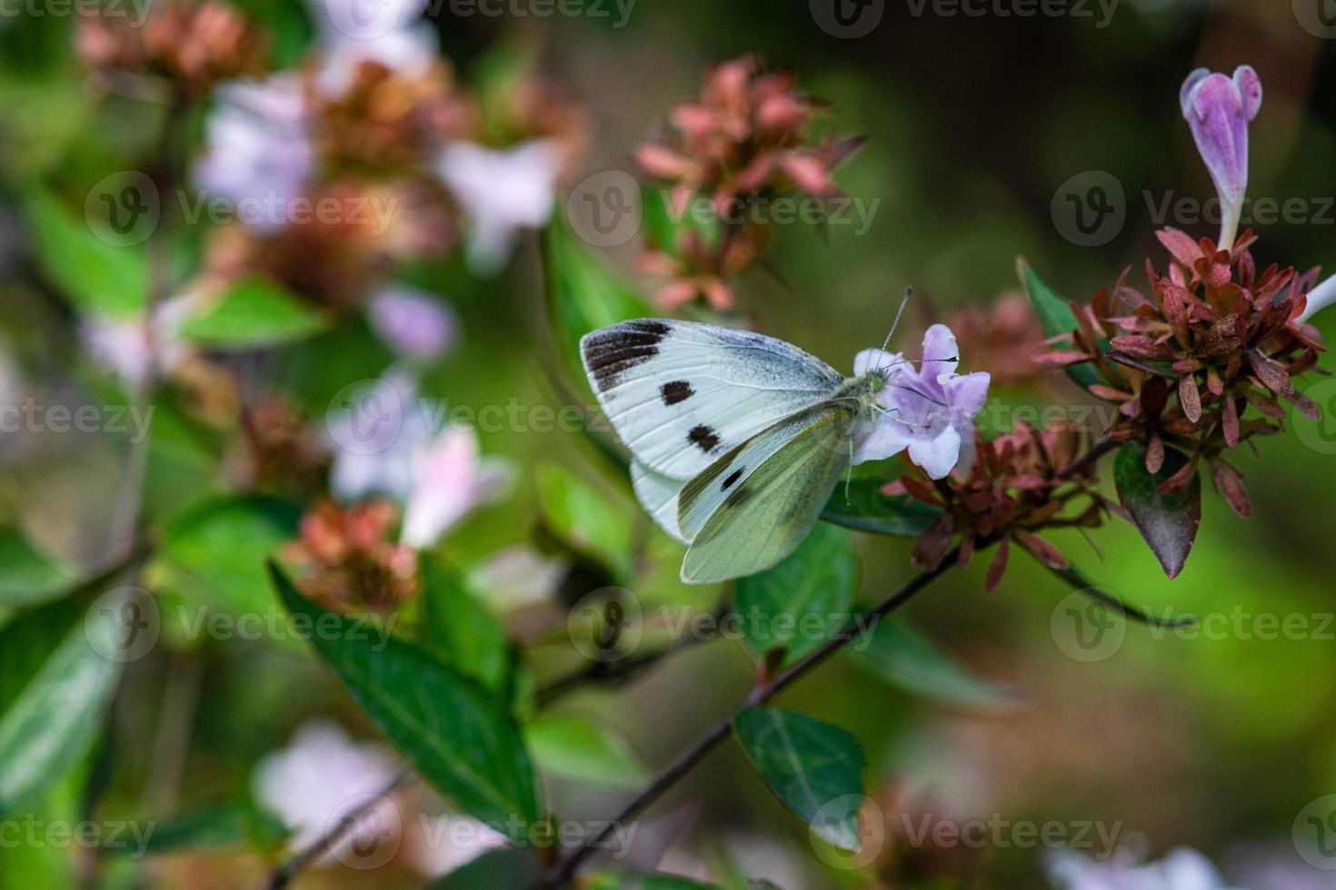 hermosa mariposa en la flor en un jardín foto