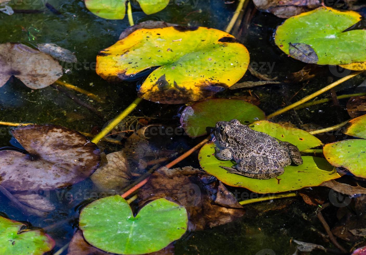 Fat frog in the pond photo