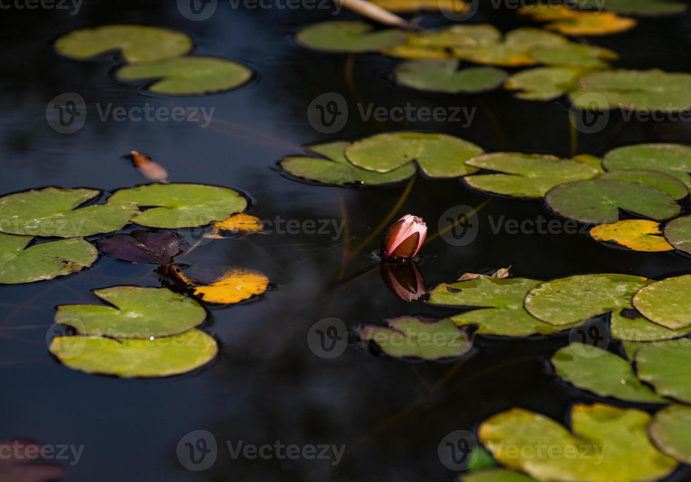 Water lily in a pond photo