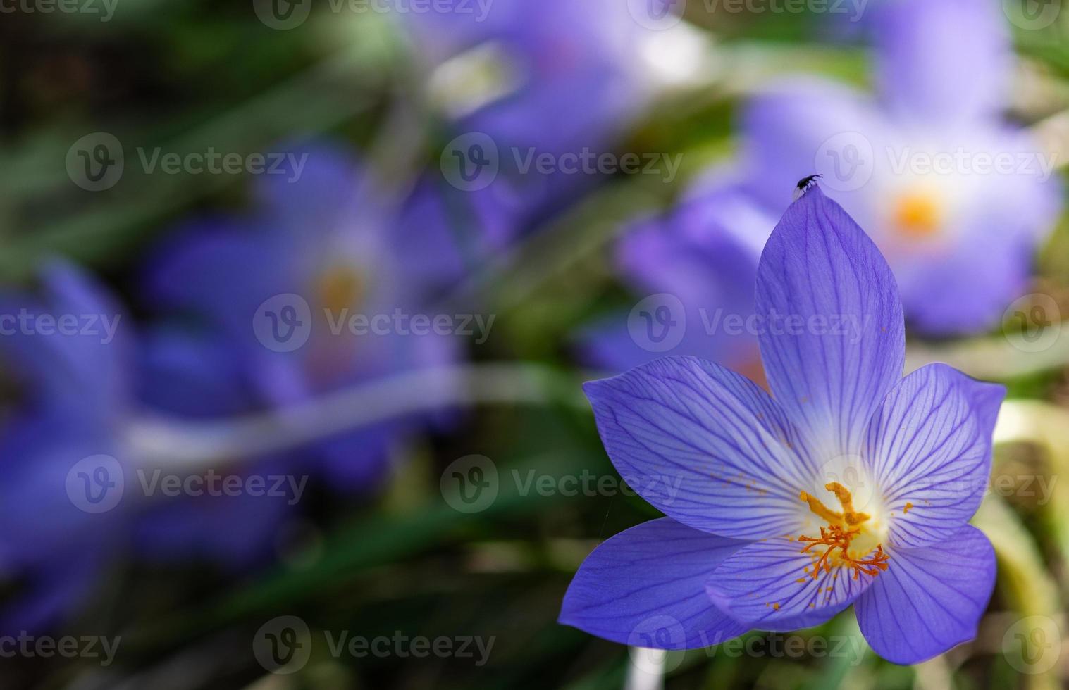 flores de otoño - colchicum autumnale foto