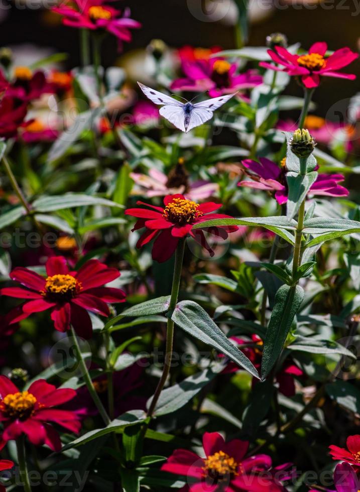 hermosa mariposa en la flor en un jardín foto