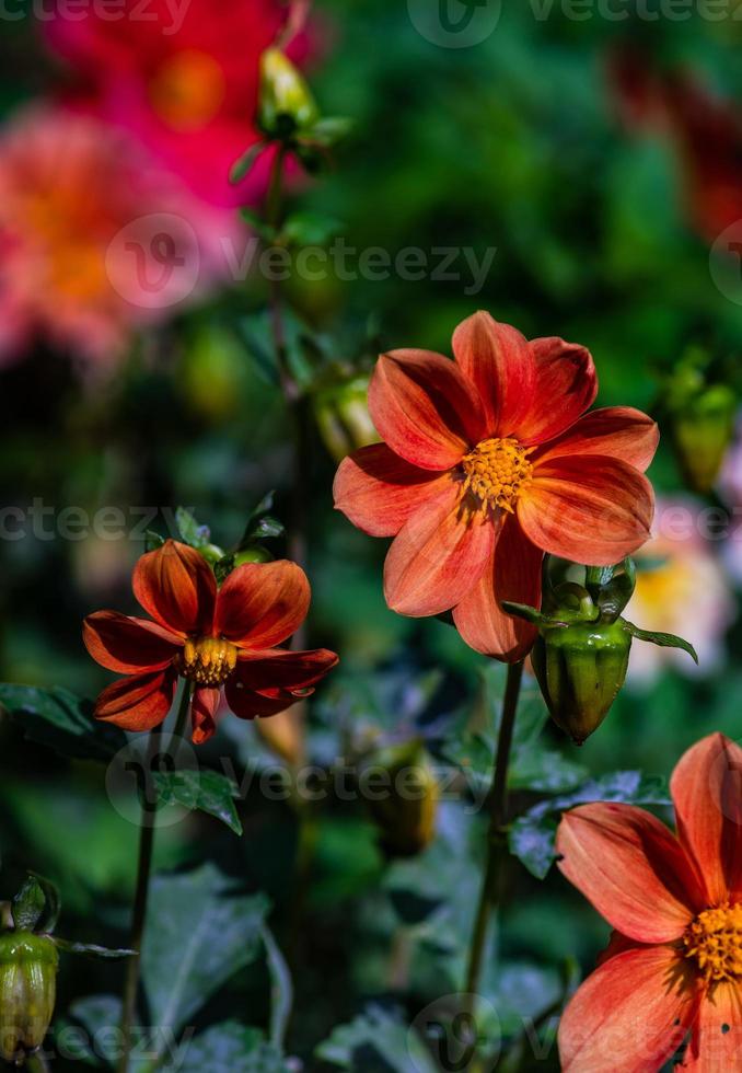 altas flores silvestres de coreopsis tinctoria de oro y borgoña foto