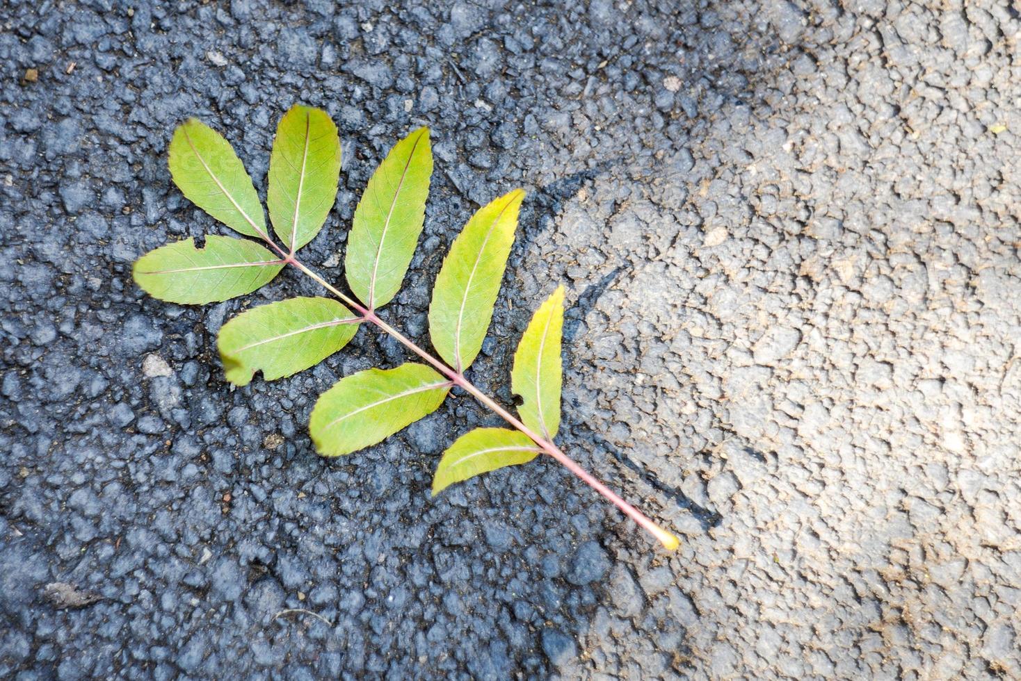 Autumn time colorful leaves on the ground photo