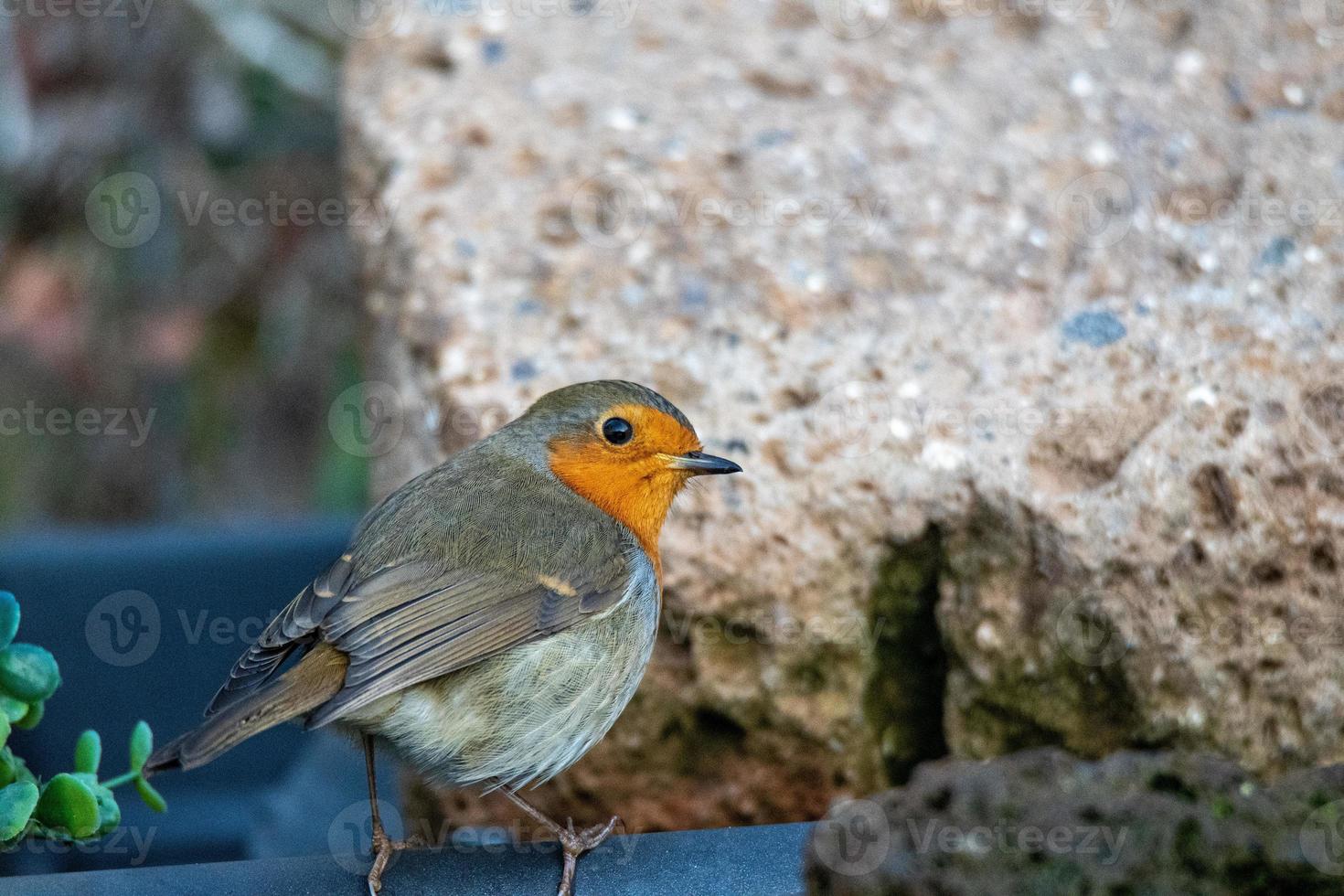 robin bird perched on a log photo