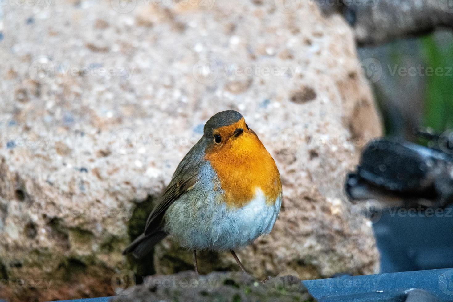 pájaro robin posado en un tronco foto