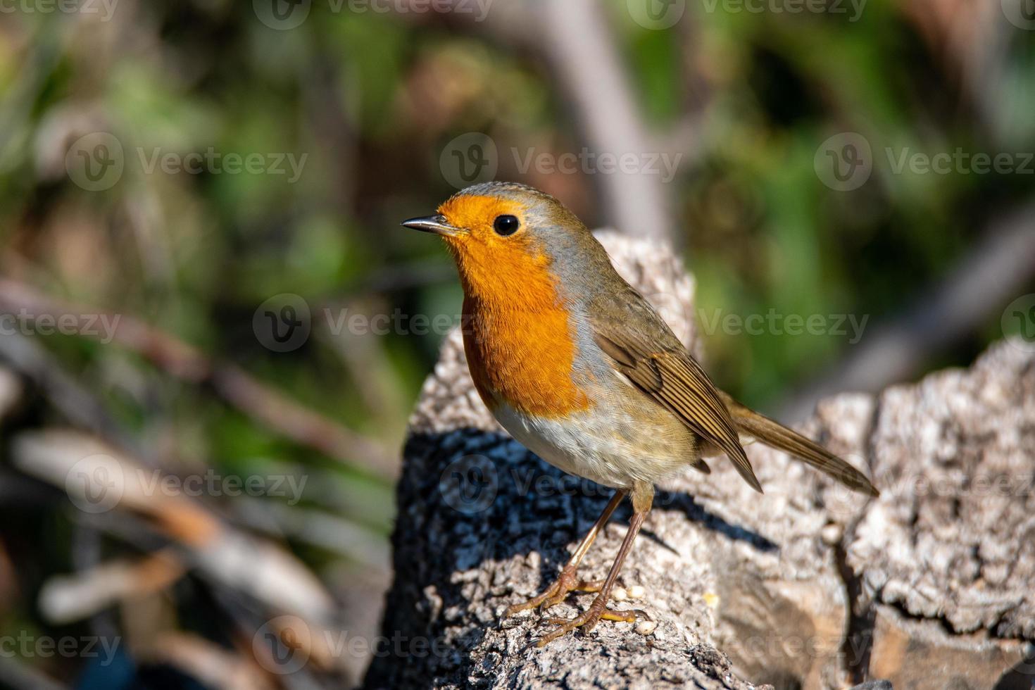 robin resting on a branch photo