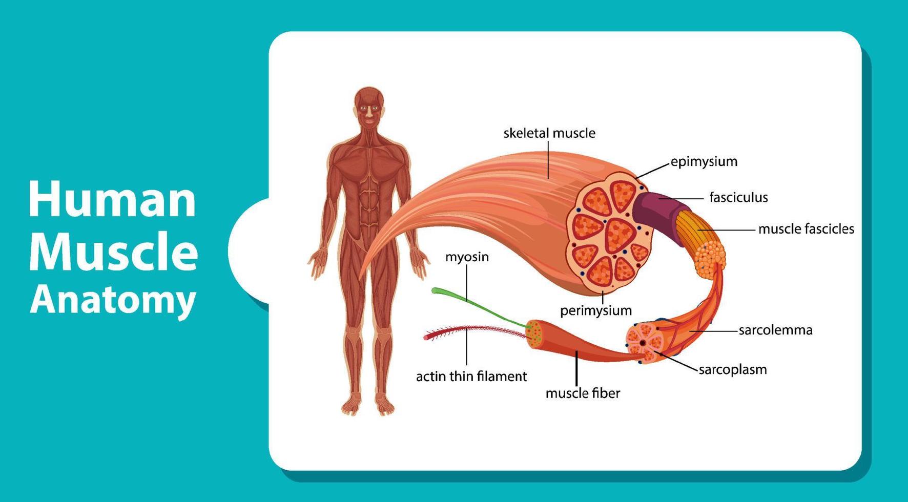 Human muscle anatomy with body anatomy vector