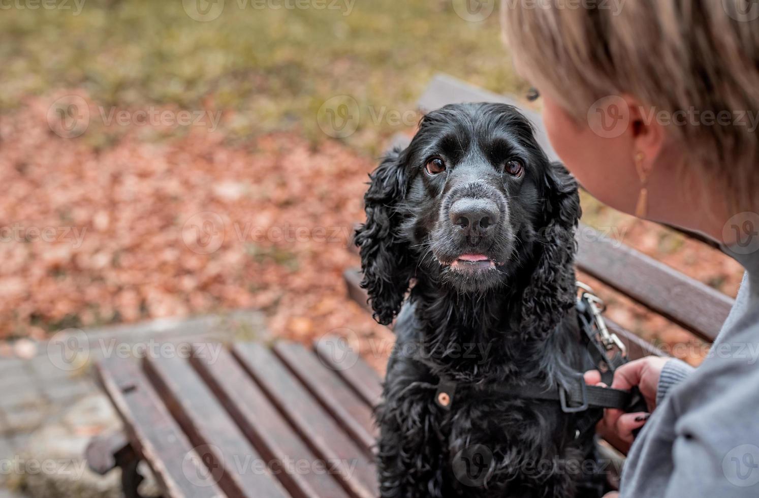 Black Cocker Spaniel sitting on the bench outdoors, in the park photo