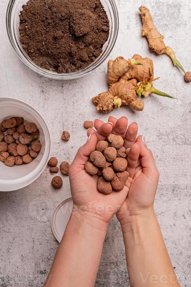 Woman hand planting a ginger plant to a pot top view photo