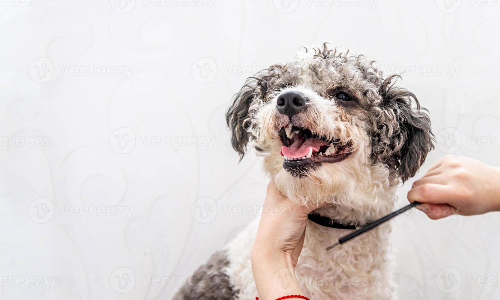 Lindo perro bichon frise blanco y negro siendo arreglado por un peluquero profesional foto