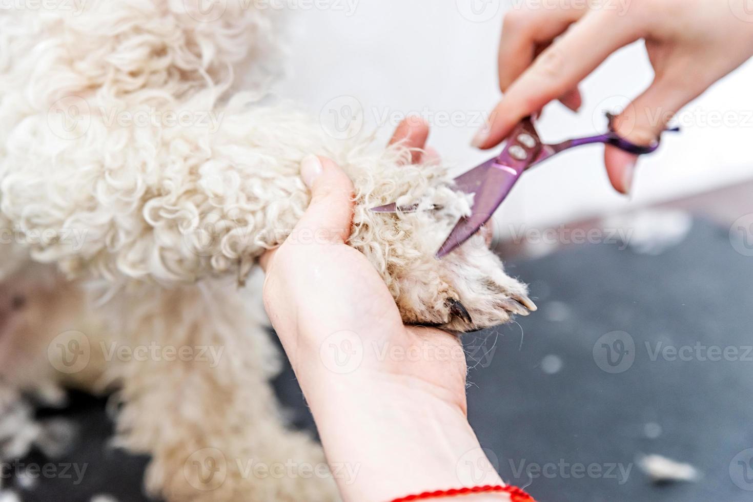 El pelo de la pata del perro bichon frise está arreglado por un peluquero profesional foto