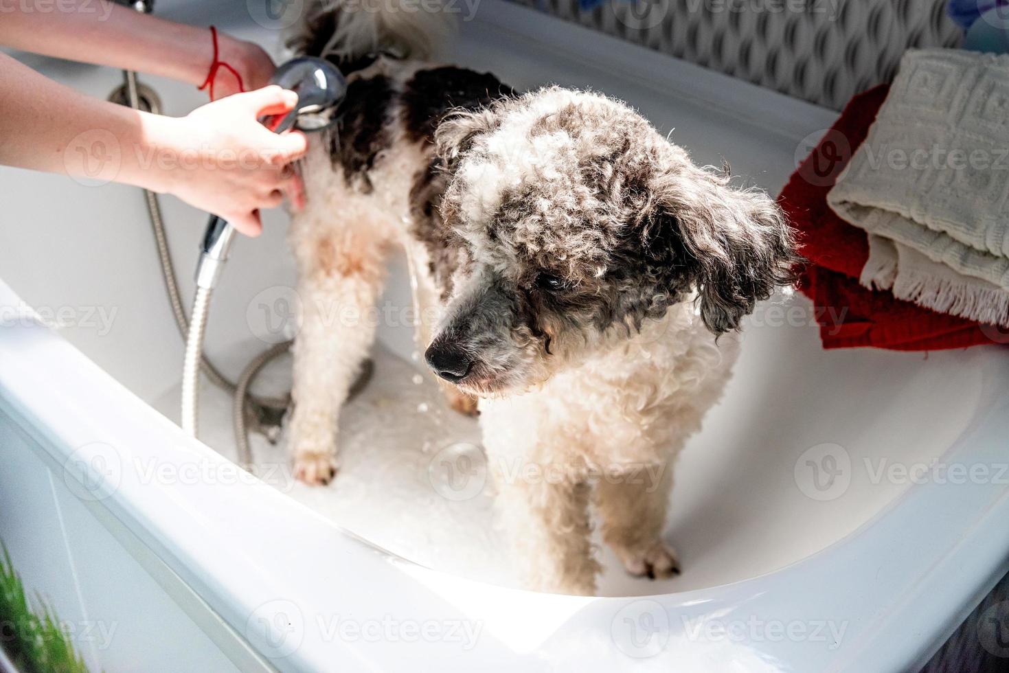 Bichon frise mixed breed dog being washed by the groomer in pet salon photo