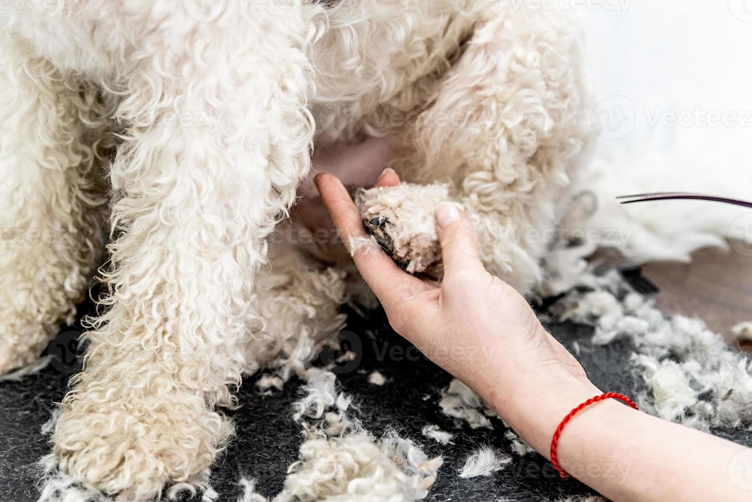 El pelo de la pata del perro bichon frise está arreglado por un peluquero profesional foto